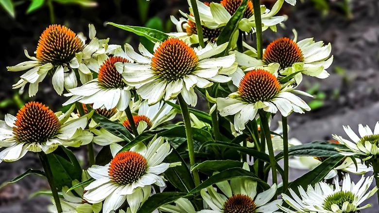 White coneflowers with orange centers