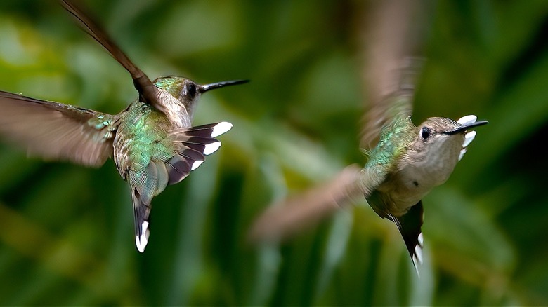 A pair of hummingbirds with white-tipped feathers are in flight