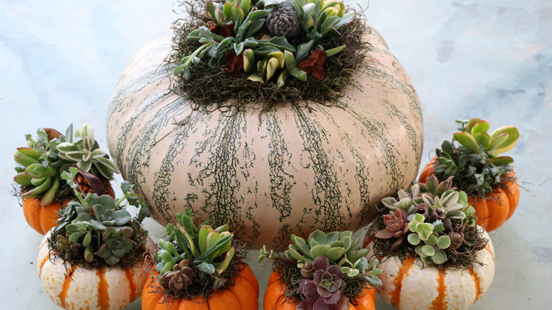 succulents growing on pumpkins