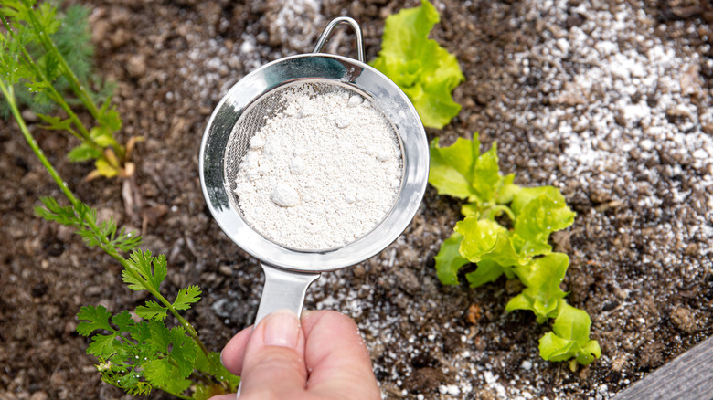 Someone sprinkling diatomaceous earth on their garden using a small sifter.
