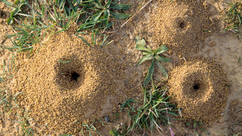 A top-down view of three ant hills next to each other on a lawn