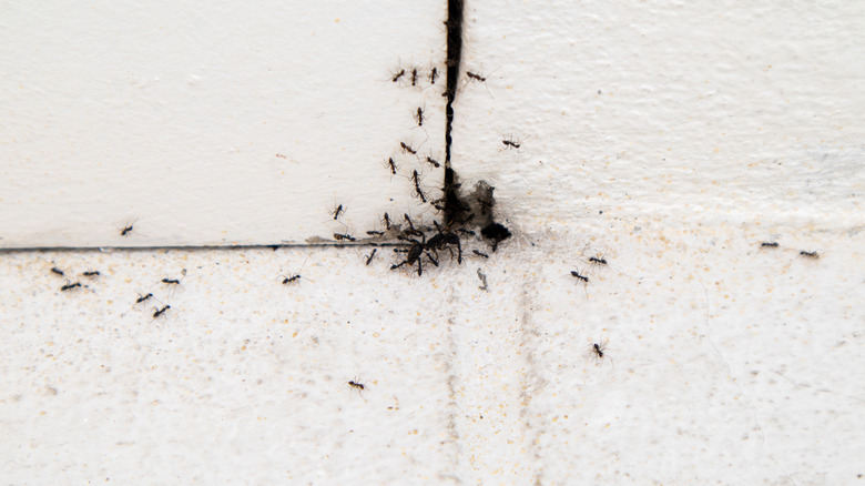 Black ants crawl emerge from a crack in the wall into a home