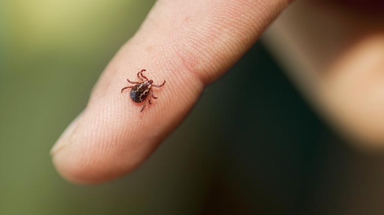 a tick on someone's finger