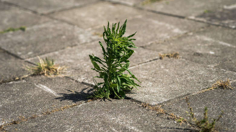 weed growing out of concrete walkway