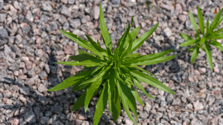 Two weeds growing tall out of a gravel driveway.