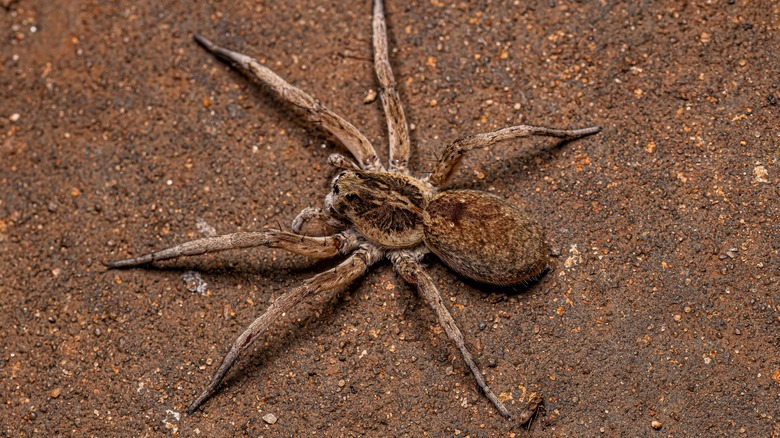 wolf spider