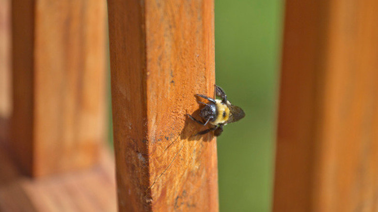 A carpenter bee on a wooden deck railing