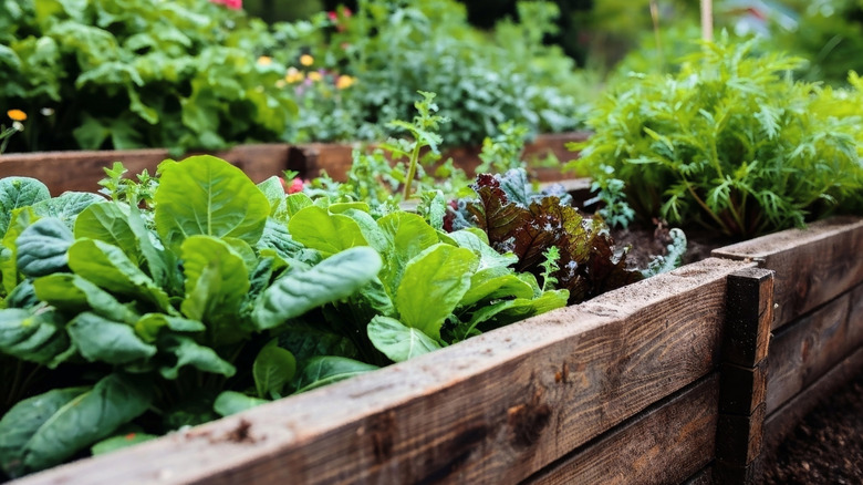 A wooden raised garden bed with lots of healthy vegetables