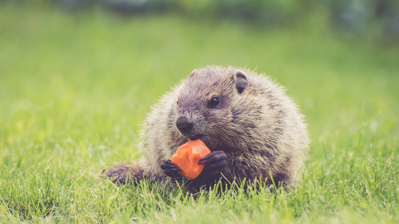 groundhog chewing on a carrot