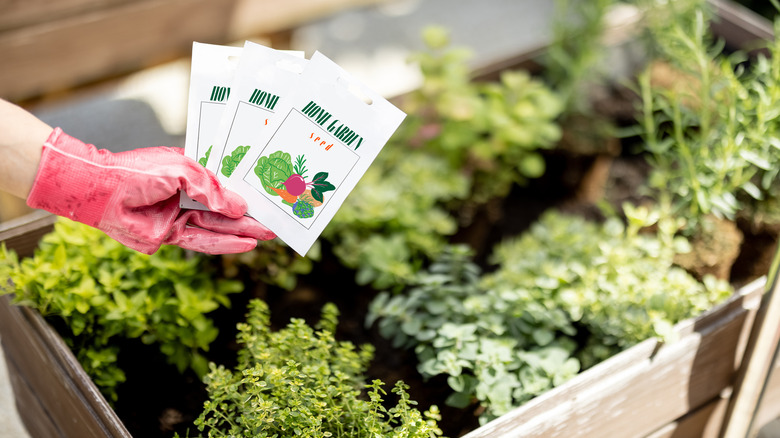 Gardener holds packet of seeds in garden