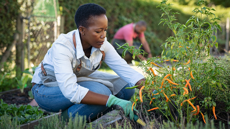 Woman harvests a pepper plant