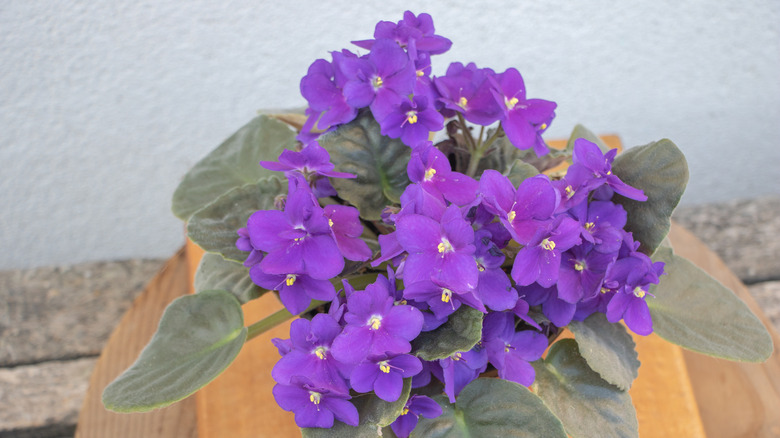 A flowering African violet grows in a planter on a wooden side table.