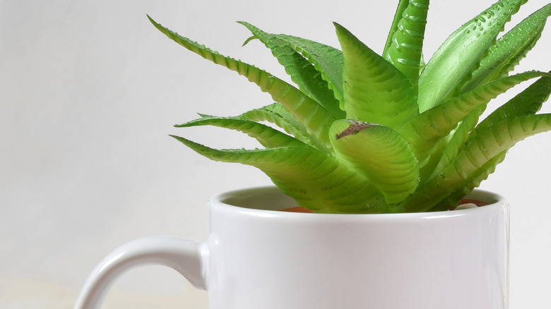 A small aloe vera growing in a white coffee mug.