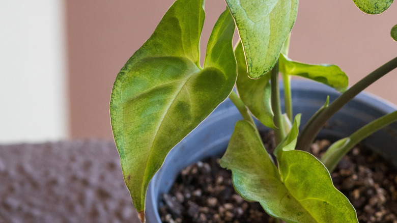 An arrowhead vine with light green leaves in a small, gray plastic planter.