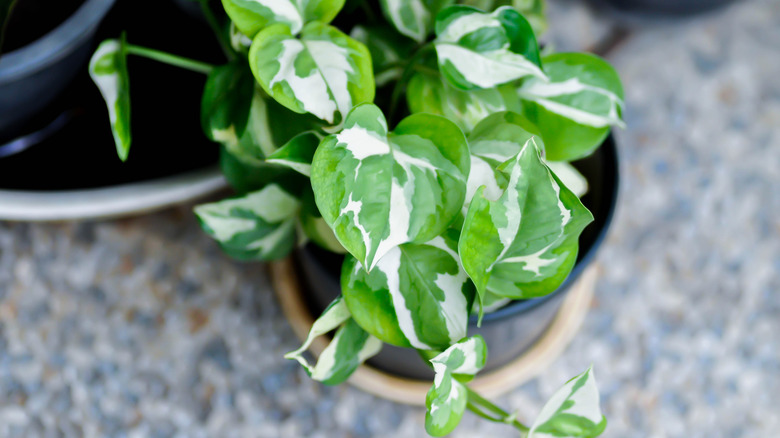 A young pothos with green-and-white, marbled leaves in a black pot.