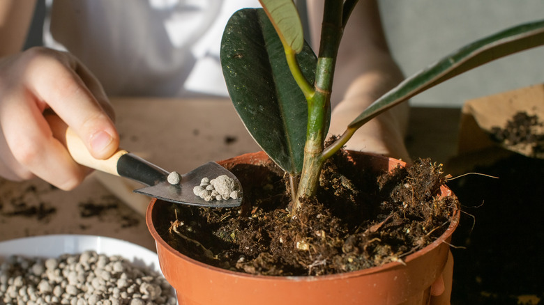 A person spoons some pumice into the soil of a rubber plant growing in an orange plastic pot.