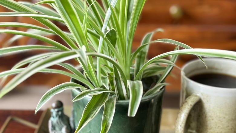 A spider plant growing in a green pot near a coffee mug and a statue.