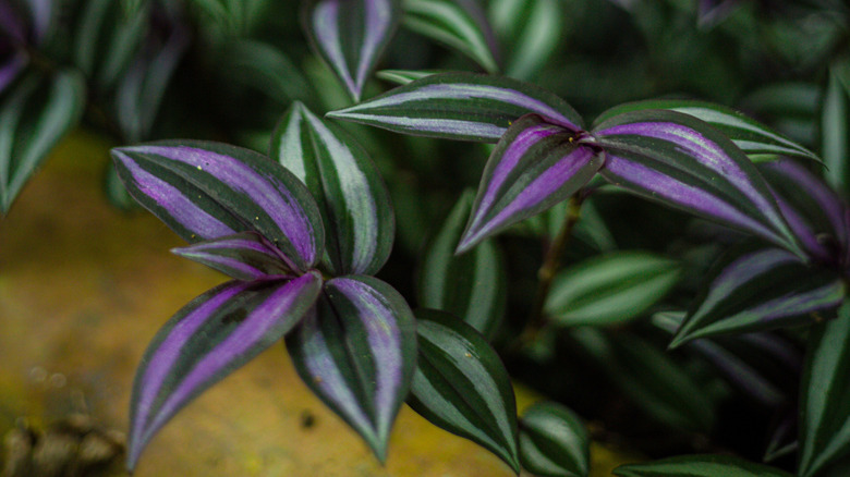 The dark green, purple, and silver leaves of a potted wandering dude.