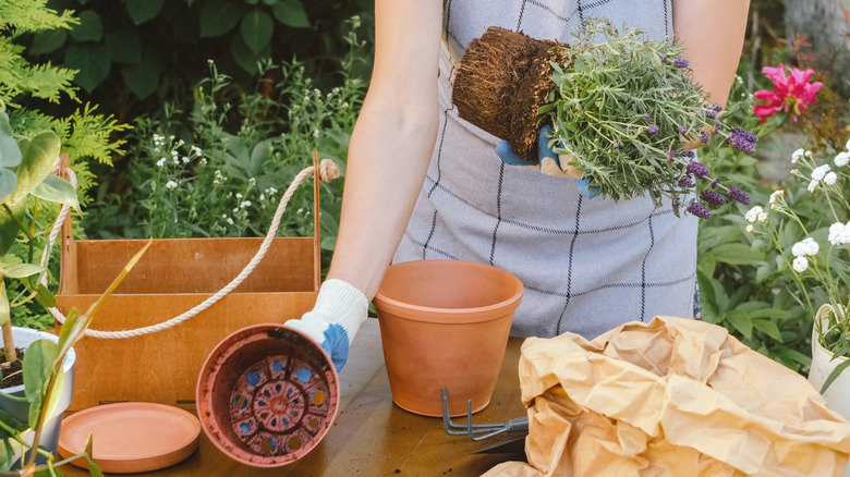 A young woman holds a root-bound lavender that she just pulled out of its pot above a table of gardening supplies.