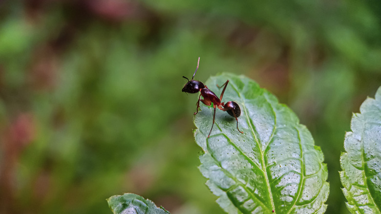 An ant on the tip of a leaf