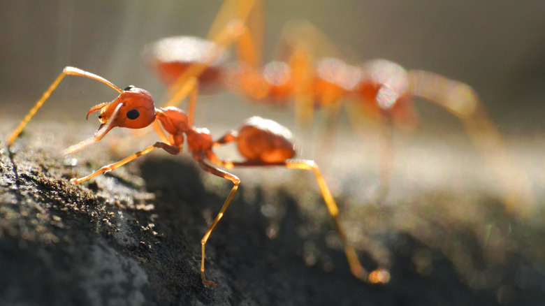 A close up of fire ants on soil
