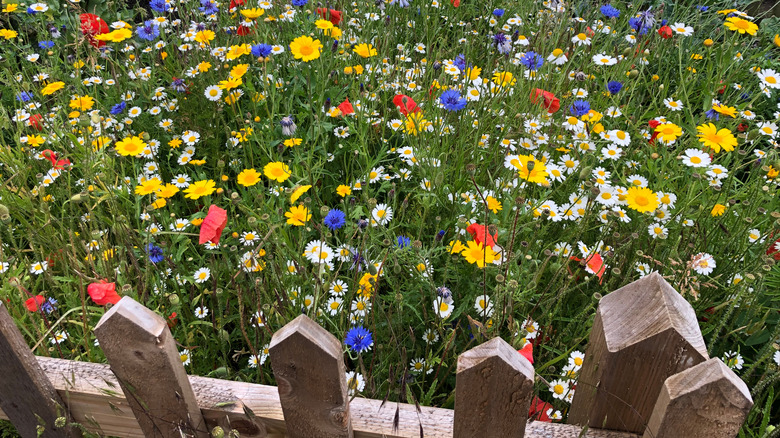 Wildflowers growing behind a fence