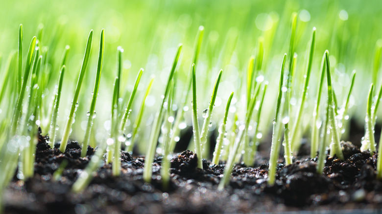 Newly germinated grass shoots