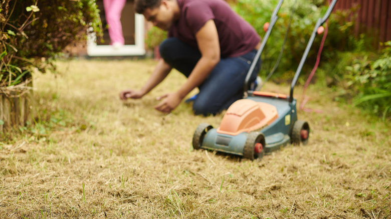 Homeowner inspecting dry lawn