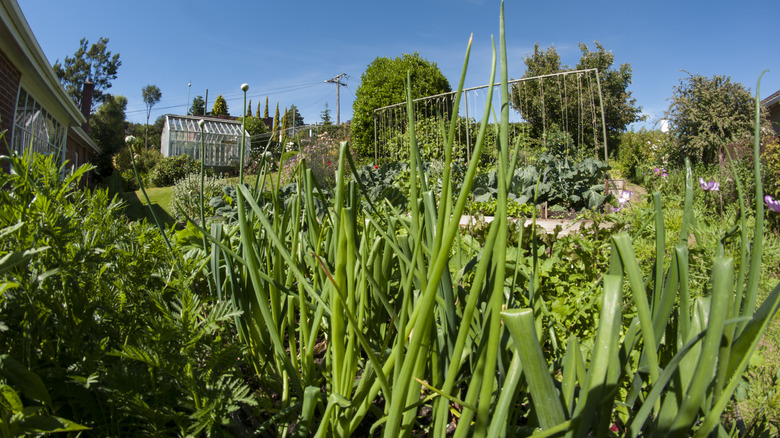 tall, organic lawn