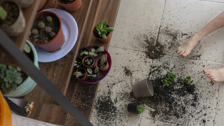 broken plant pots