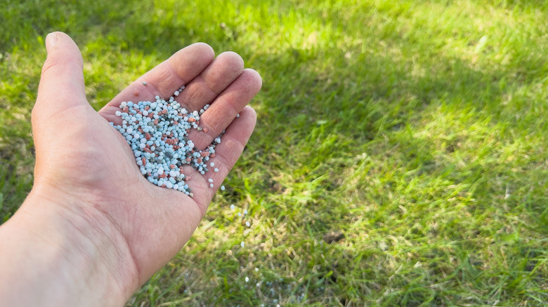 Person spreading lawn fertilizer by hand