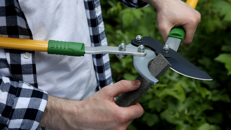 Man sharpening pruner outdoors