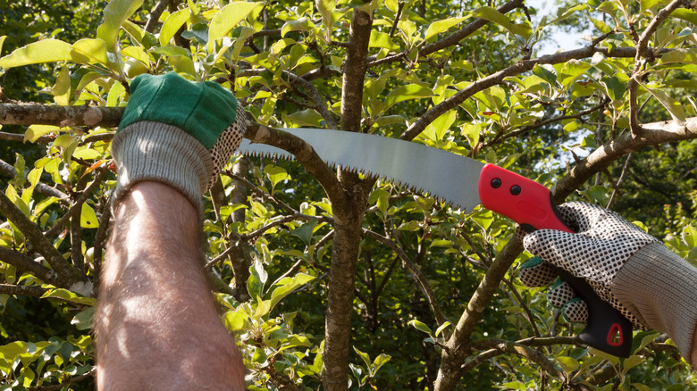 A man using a pruning saw on a fruit tree