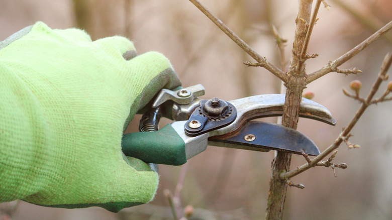 a green-gloved hand holding pruners about to cut through a branch