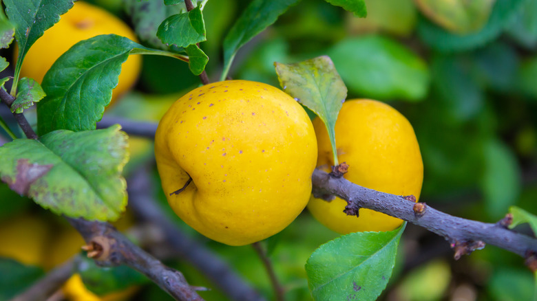 Quince fruit on tree branch