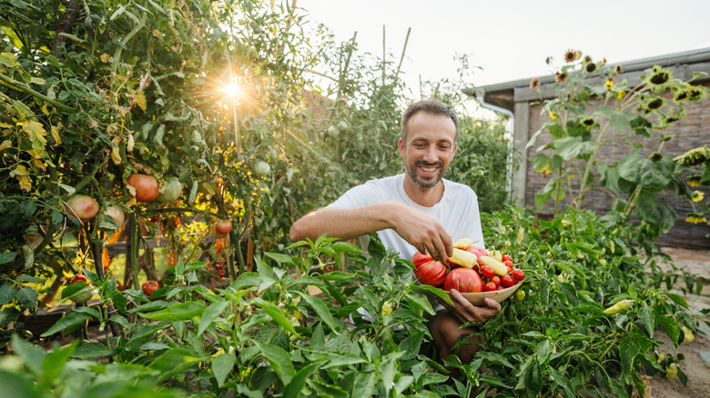 A man harvesting tomatoes and yellow peppers in his garden