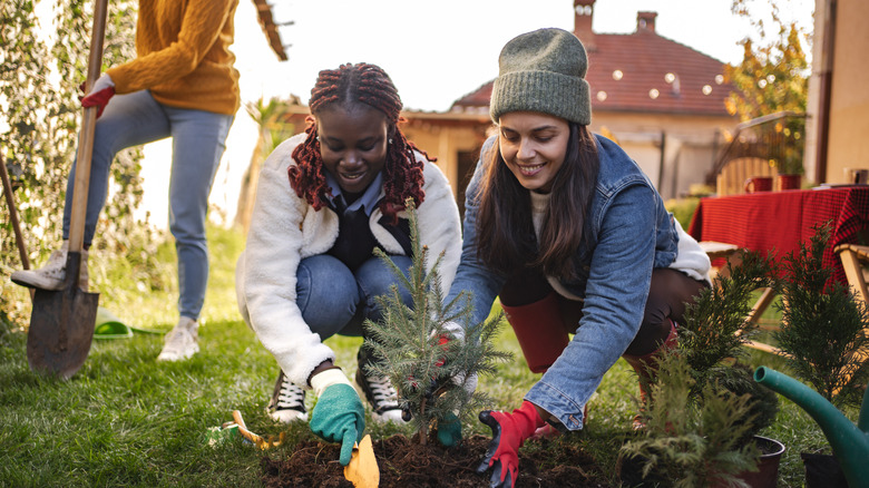 Two people planting a small evergreen tree together with one person in the back using a shovel