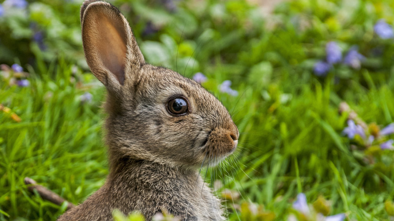 Rabbit in grassy garden