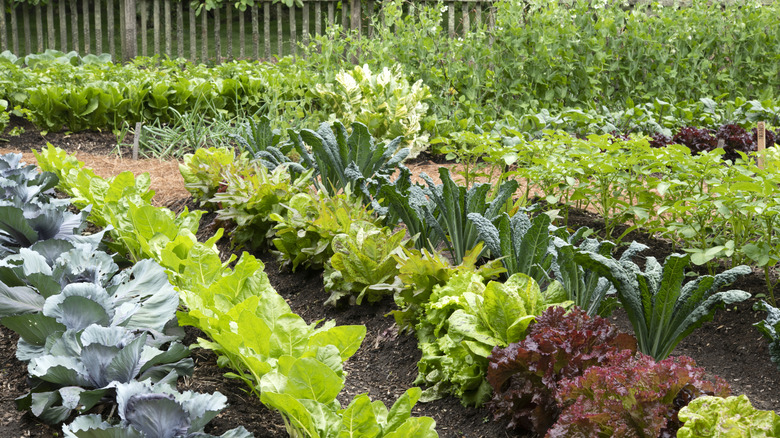 An image of a green crop planted in mounded frameless graden beds