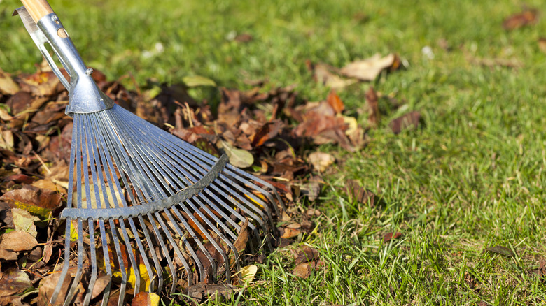 A rake is shown gathering leaf piles from greening-up grass