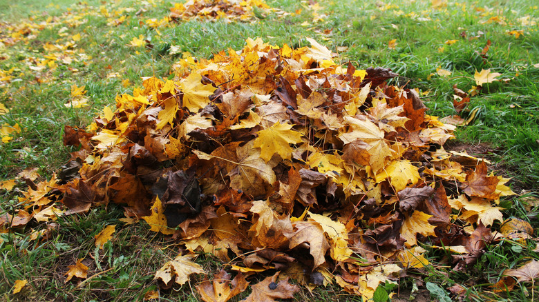 Pile of leaves on lawn