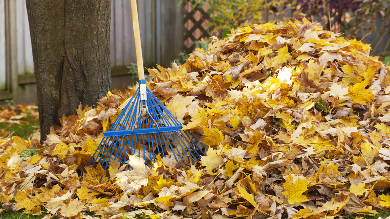 Pile of leaves with rake