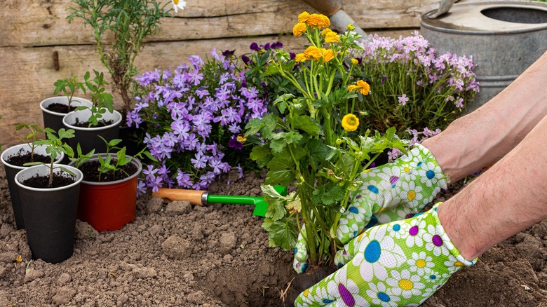 gardener planting yellow buttercups