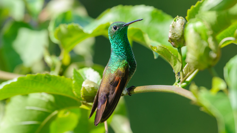 A berylline hummingbird perched on a green branch