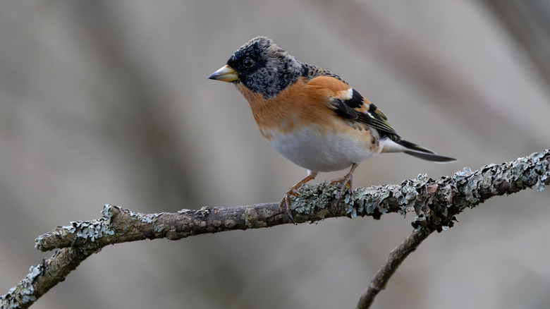 A small brambling on a tree branch
