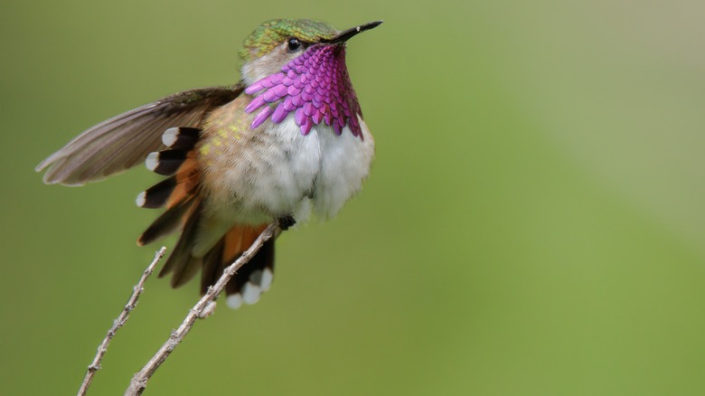 Bumblebee hummingbird perched on dried branches