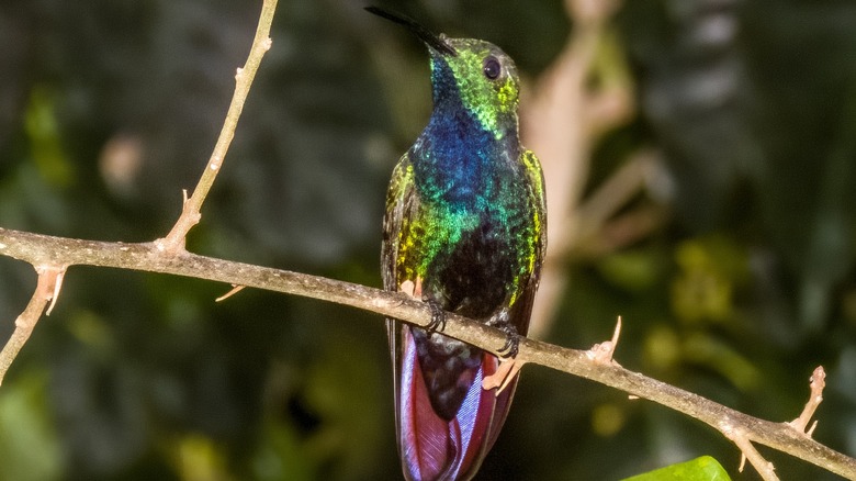 Green-breasted mango perched on a bark