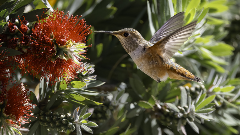 Small hummingbird drinking nectar from red flowers