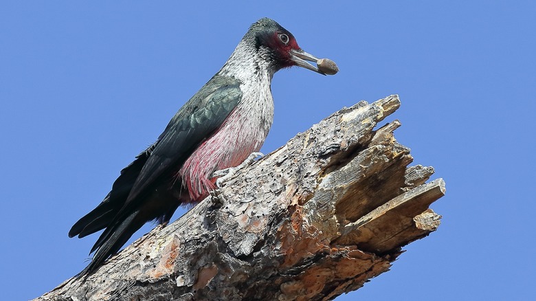 Lewis's woodpecker with an acorn in its beak perched on a thick branch