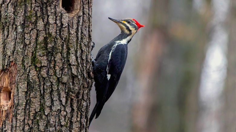 Pileated woodpecker sitting on a tree trunk